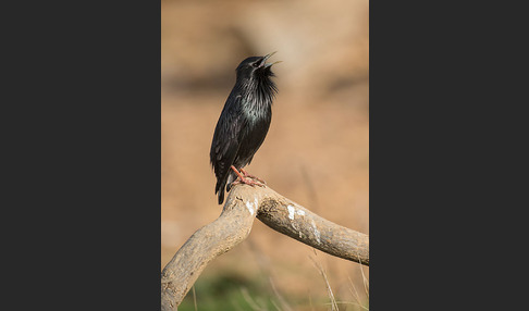 Einfarbstar (Sturnus unicolor)