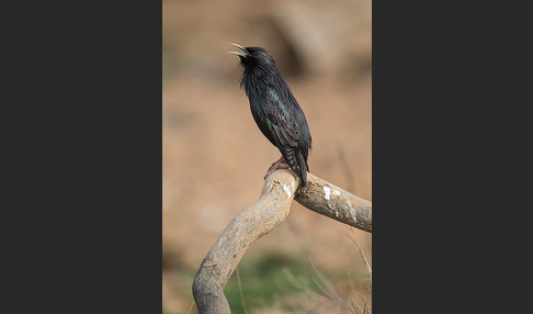 Einfarbstar (Sturnus unicolor)