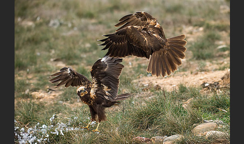 Rohrweihe (Circus aeruginosus)