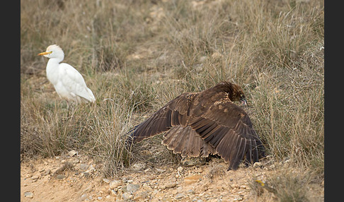 Kuhreiher (Bubulcus ibis)