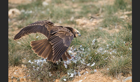 Rohrweihe (Circus aeruginosus)