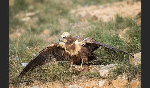 Rohrweihe (Circus aeruginosus)