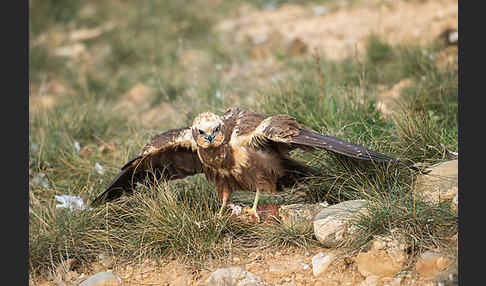 Rohrweihe (Circus aeruginosus)