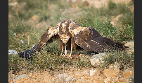 Rohrweihe (Circus aeruginosus)