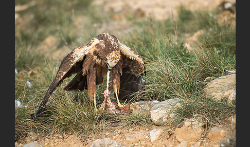 Rohrweihe (Circus aeruginosus)