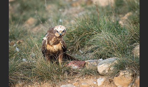 Rohrweihe (Circus aeruginosus)