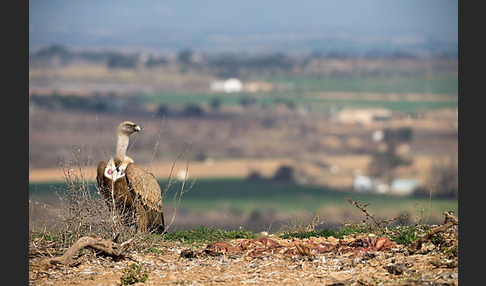 Gänsegeier (Gyps fulvus)