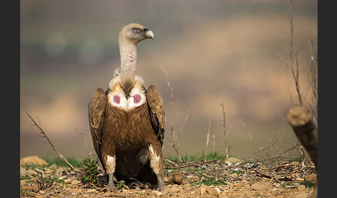 Gänsegeier (Gyps fulvus)