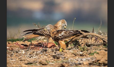 Rotmilan (Milvus milvus)