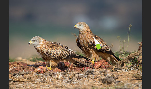 Rotmilan (Milvus milvus)
