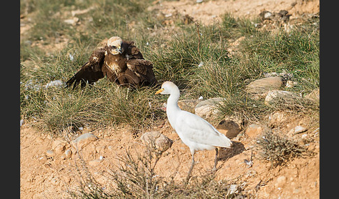 Kuhreiher (Bubulcus ibis)