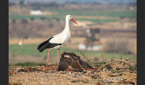 Weißstorch (Ciconia ciconia)