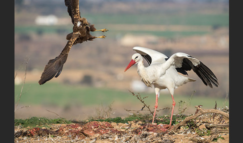 Weißstorch (Ciconia ciconia)