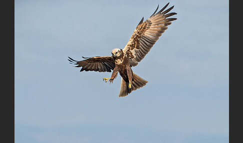 Rohrweihe (Circus aeruginosus)