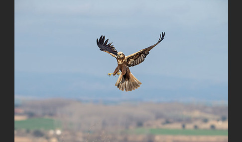 Rohrweihe (Circus aeruginosus)