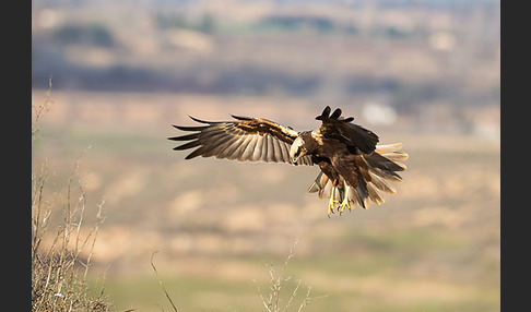 Rohrweihe (Circus aeruginosus)