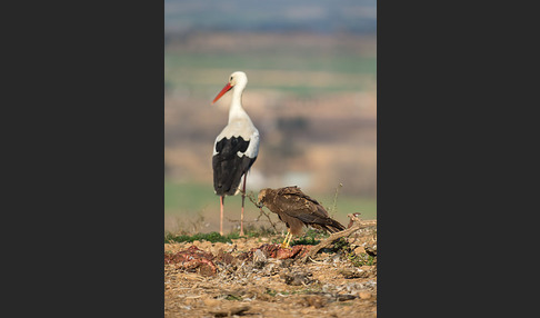 Weißstorch (Ciconia ciconia)