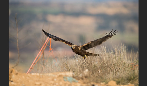 Rohrweihe (Circus aeruginosus)