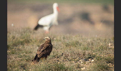 Weißstorch (Ciconia ciconia)