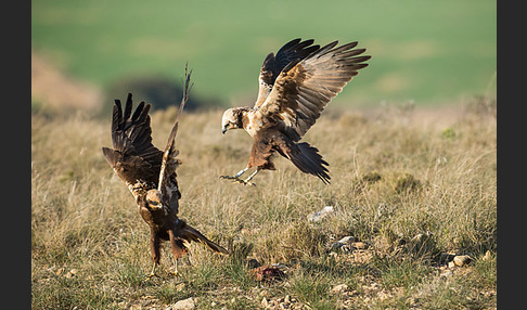 Rohrweihe (Circus aeruginosus)