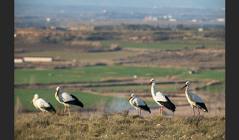 Weißstorch (Ciconia ciconia)