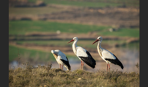 Weißstorch (Ciconia ciconia)