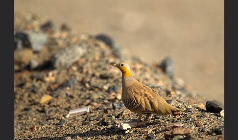 Tropfenflughuhn (Pterocles senegallus)