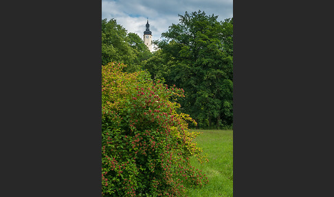 Thüringen (Thuringia)