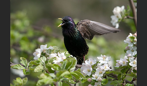 Star (Sturnus vulgaris)