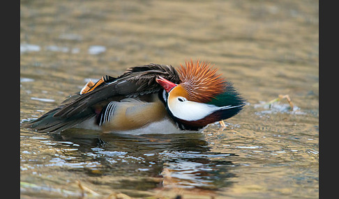 Mandarinente (Aix galericulata)