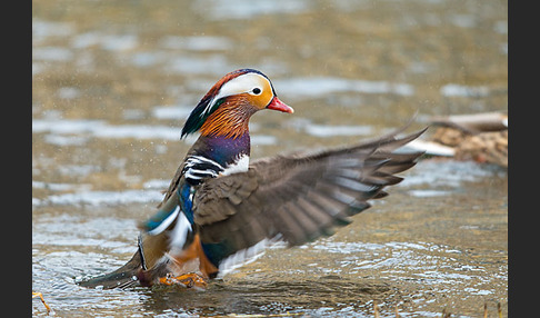 Mandarinente (Aix galericulata)