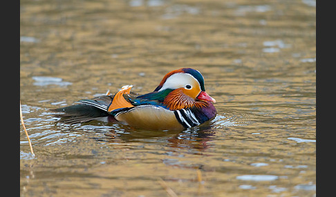 Mandarinente (Aix galericulata)