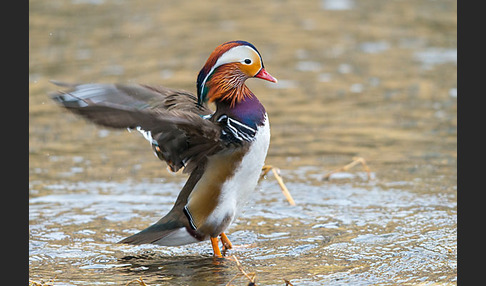 Mandarinente (Aix galericulata)