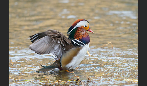 Mandarinente (Aix galericulata)