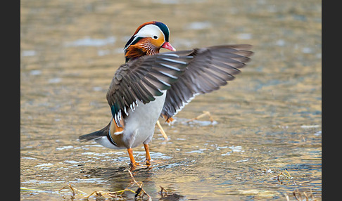 Mandarinente (Aix galericulata)