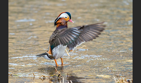 Mandarinente (Aix galericulata)