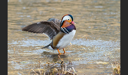 Mandarinente (Aix galericulata)