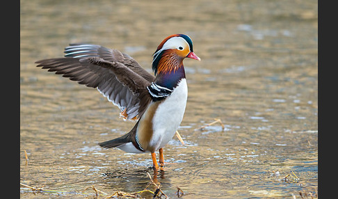 Mandarinente (Aix galericulata)