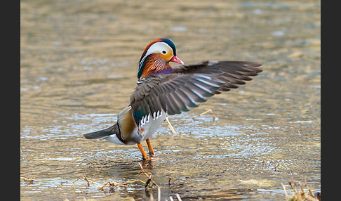 Mandarinente (Aix galericulata)