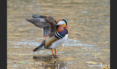 Mandarinente (Aix galericulata)