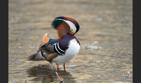 Mandarinente (Aix galericulata)