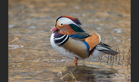 Mandarinente (Aix galericulata)