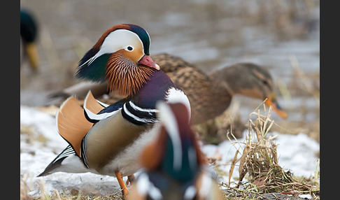 Mandarinente (Aix galericulata)