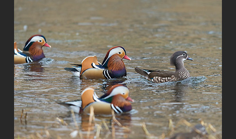 Mandarinente (Aix galericulata)