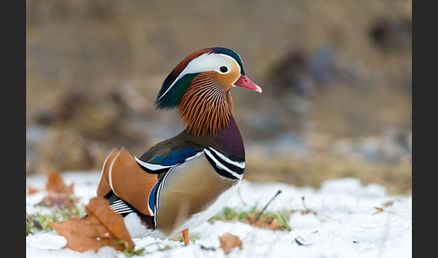 Mandarinente (Aix galericulata)