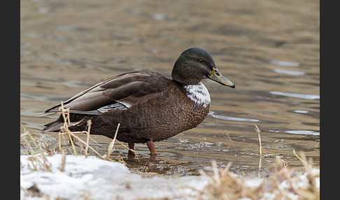 Stockente (Anas platyrhynchos)