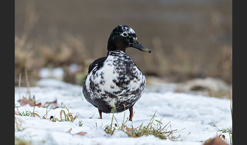 Stockente (Anas platyrhynchos)