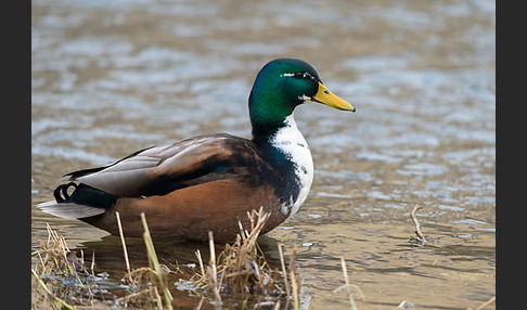 Stockente (Anas platyrhynchos)