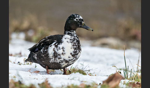 Stockente (Anas platyrhynchos)