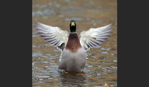 Stockente (Anas platyrhynchos)